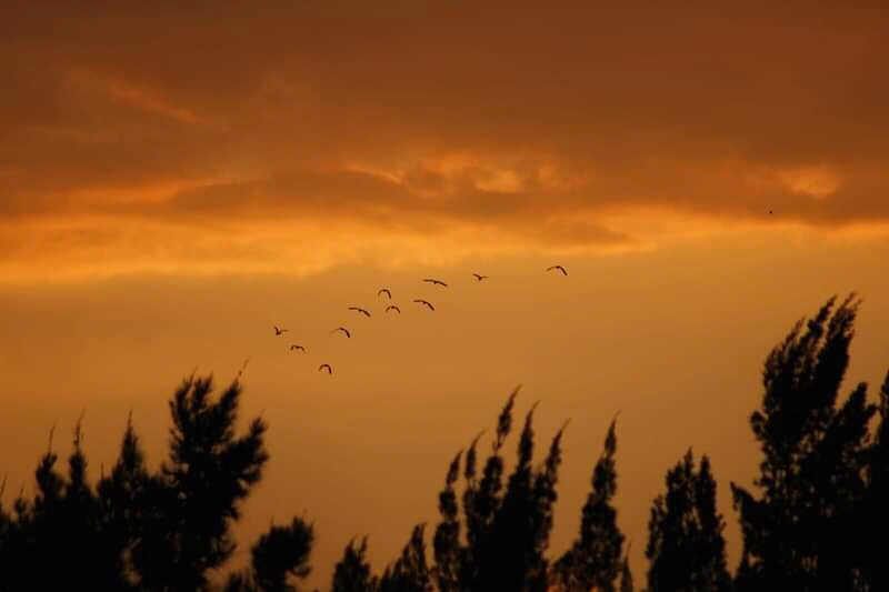 La nostalgia de las aves